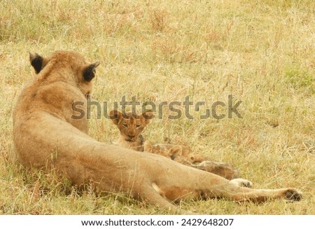 Lion cubs and Lioness in teh Sabi Sand Game Reserve in South Africa