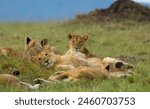 Lion Cubs in Masai Mara Wildlife Reserve, Kenya