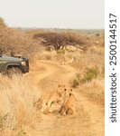 Lion cubs play in the road as lioness watches in South Africa