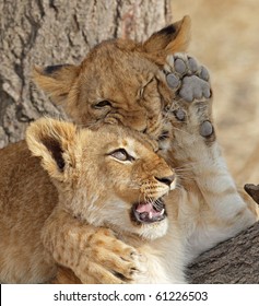 574 Lion cubs fighting Images, Stock Photos & Vectors | Shutterstock