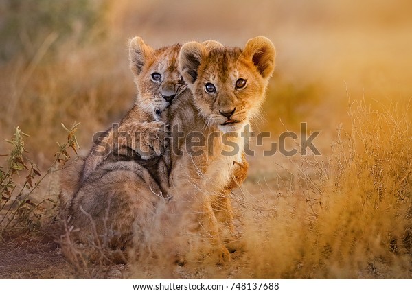 lion cubs\
playing