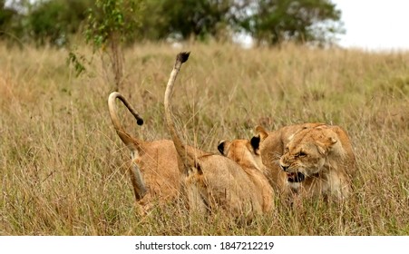 lion cubs playing with adult female - Shutterstock ID 1847212219
