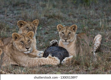 Lion cubs playing with Pangolin.