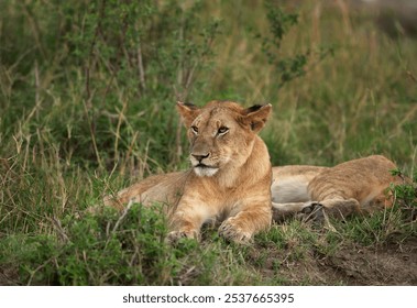 Lion cubs resting on green, Masai Mara, Kenya - Powered by Shutterstock