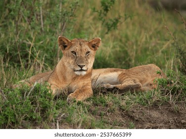 Lion cubs resting on green at Masai Mara, Kenya - Powered by Shutterstock