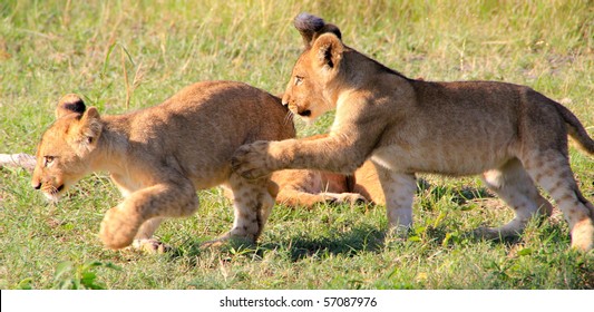 Lion cubs running and wrestling  Botswana, Africa