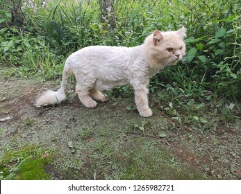 Lion Cut For Pets: Cat Or Dog, Having Coat And Skin Problem. Selectived Focus. 