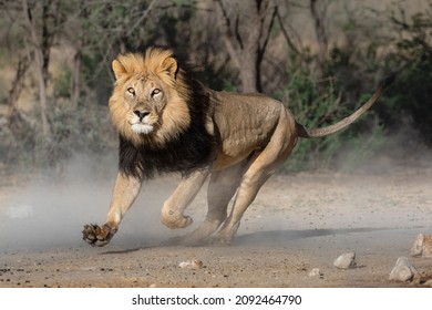 Lion with dark mane running creating dust in the Kgalagadi Transfrontier Park in South Africa. It is early morning and the bright orange eyes is threatening - Shutterstock ID 2092464790