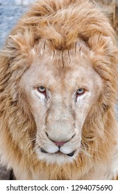 Lion Death Stare