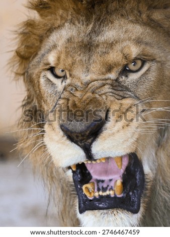 Lion displaying aggressive behavior, roaring with bared teeth in a close-up portrait highlighting its raw power and ferocity, capturing a moment of intense animal instinct.