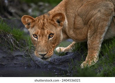 Lion drik water from the pond, Zambia. Close-up detail portrait of danger animal. Wild cat from Africa. Hotd day in nature, wildlife. - Powered by Shutterstock