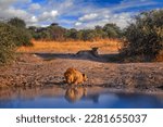 Lion drink water, Savuti landscape with water and blue sky and white clouds, Chobe NP in Botswana. Hot season in Africa. African lion, male. wildlife.  Young female near the water hole.