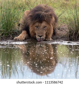 Lion Drinking In Mara 