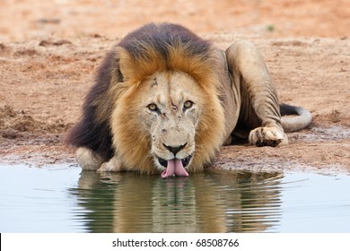 Lions Drinking: Imágenes, fotos de stock y vectores | Shutterstock