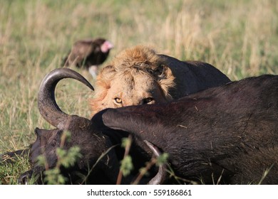 historie forberede asiatisk Lion Eating Buffalo Stock Photo (Edit Now) 559186861