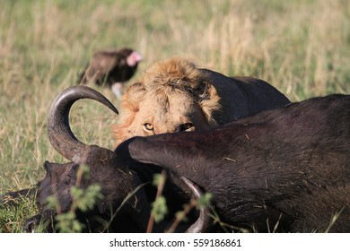 Lion Eating Buffalo