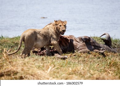 690 Big Male Lion Eating A Buffalo Images, Stock Photos & Vectors ...