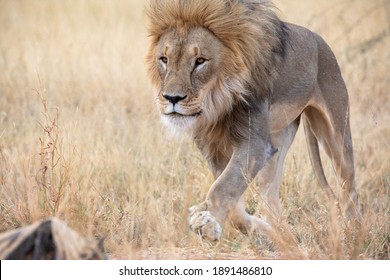 Lion At Etosha National Park, Namibia