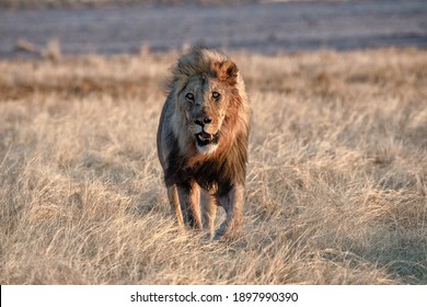 Lion At Etosha National Park, Namibia