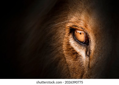 Lion eye close up image with dark background