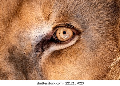 Lion Eyes Close Up Background