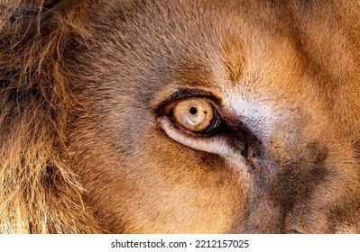 Lion Eyes Close Up Background