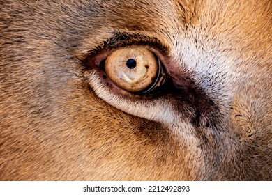 Lion Eyes Close Up Background