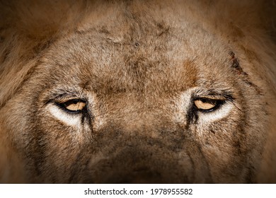 Lion Eyes Close Up Image