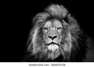 Lion face head ,mammal animal , black white wildlife perfect for poster and canvas	