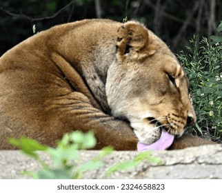 Lion faces doing things side view