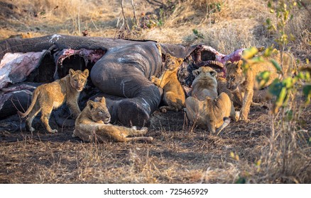 Lion Family At A Elephant