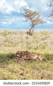 Lion Family In Kenya, Savanna. Big Lioness, Lion Mom With Children In A Meadow, Wildlife On Safari, Masai Mara. Spectacular Big Cat