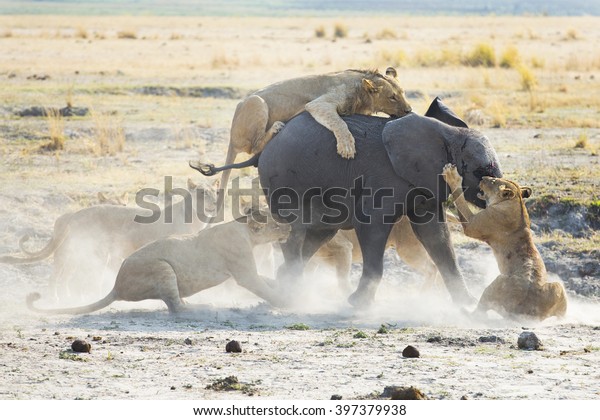 Lion family kill and eat a baby elephant