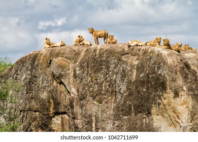 Lion family on a kopje (granite rock) in Serengeti National Park in Tanzania - Shutterstock ID 1042711699