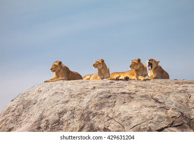 Lion family on the rock. Relax and looked sleepy in wildlife. - Shutterstock ID 429631204