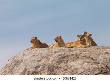 Lion family on the rock. Relax and looked sleepy in wildlife. - Shutterstock ID 430861426