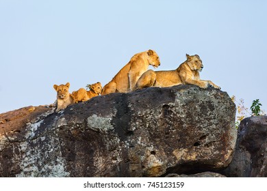 Lion family on rocks in national reserve in Kenya - Shutterstock ID 745123159