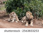 Lion family resting along the dirt road at Lake Manyara National Park in Tanzania East Africa