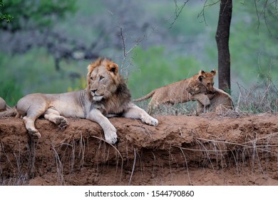 Lion family resting on the dry riverbank of the Mkuze river in a Game Reserve in Kwa Zulu Natal in South Africa - Shutterstock ID 1544790860