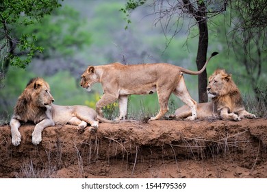Lion family resting on the dry riverbank of the Mkuze river in a Game Reserve in Kwa Zulu Natal in South Africa - Shutterstock ID 1544795369