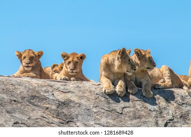 Lion family in Serengeti Tanzania - Shutterstock ID 1281689428