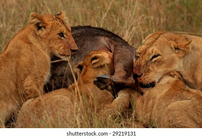 Lion Feast Stock Photo 29219131 