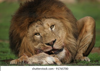 7,306 Lion feeding Images, Stock Photos & Vectors | Shutterstock