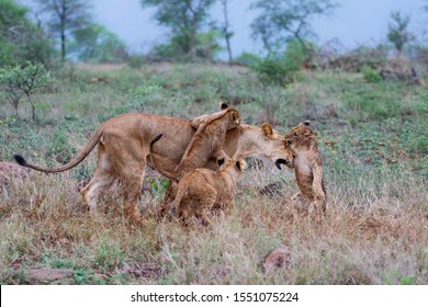 Lion female and cub playing on a rainy morning in a Game Reserve in Kwa Zulu Natal in South Africa - Shutterstock ID 1551075224