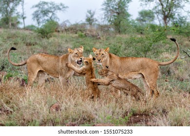 Lion female and cub playing on a rainy morning in a Game Reserve in Kwa Zulu Natal in South Africa - Shutterstock ID 1551075233
