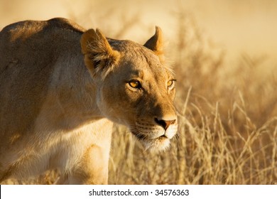 Lion; Female; Panthera Leo; South Africa; Kalahari Desert