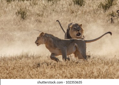 Lion Fight