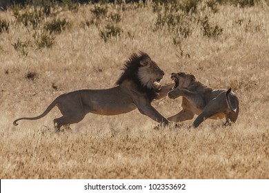 Lion Fight