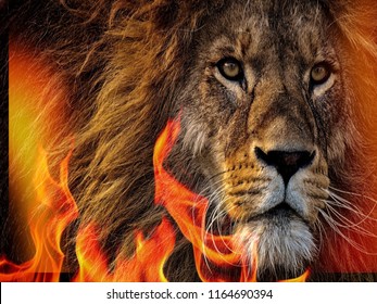 Lion With Fire