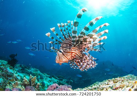 Lion fish